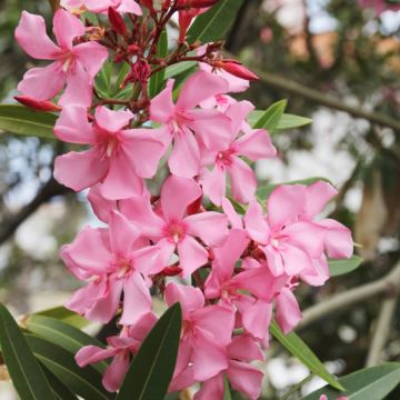 Nerium oleander Roze - Oleander
