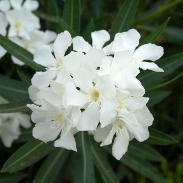 Nerium oleander Soeur Agnes - Rozenlaurier