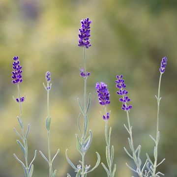 Lavandula angustifolia Hidcote (zaad) - Echte lavendel