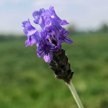 Lavandula pinnata var. pinnata - Veerbladige lavendel