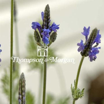 Spaanse lavendel Spanish Eyes - Lavandula multifida