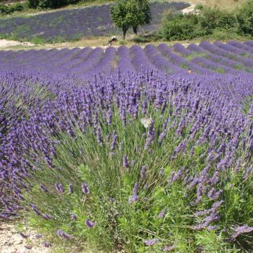 Echte lavendel - Lavandula angustifolia