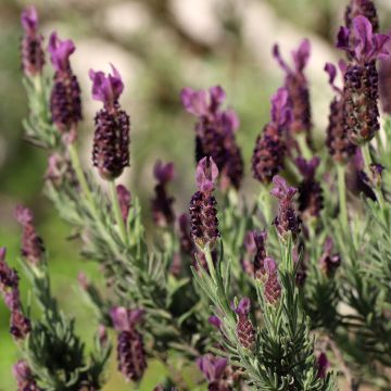Lavandula stoechas Bandera Deep Purple - Kuiflavendel