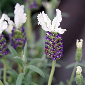 Lavandula stoechas Bandera White - Kuiflavendel