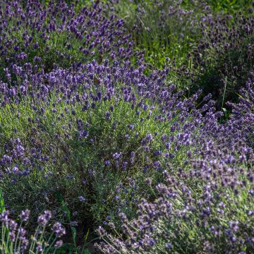 Lavande vraie - Lavandula angustifolia Havana