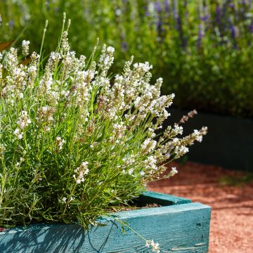 Lavandula angustifolia Hidcote White - Echte lavendel