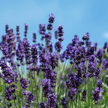 Lavandula angustifolia Siesta - Echte lavendel