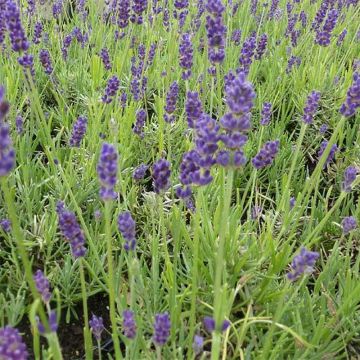 Lavandula angustifolia Twickel Purple - Echte lavendel