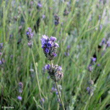 Spijklavendel - Lavandula latifolia