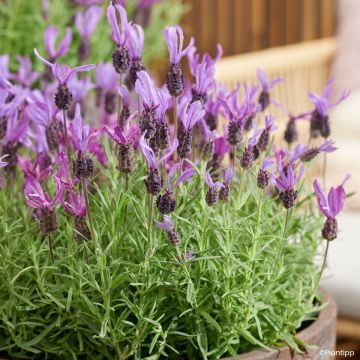 Lavandula stoechas Bella Toscane - Kuiflavendel