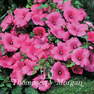 Lavatera trimestris Twins Hot Pink (zaad) - Bekermalva