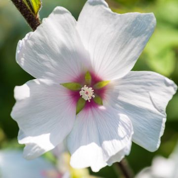 Lavatera Barnsley Baby - Struikmalva