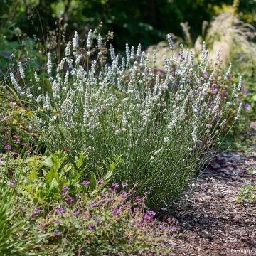 Lavandin Exceptional - Lavandula intermedia