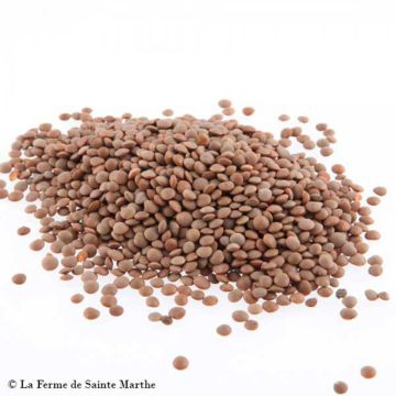 Linze Anicia BIO - Ferme de Sainte Marthe