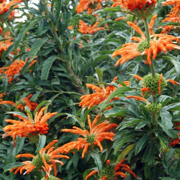 Leonotis leonurus - Leeuwenoor