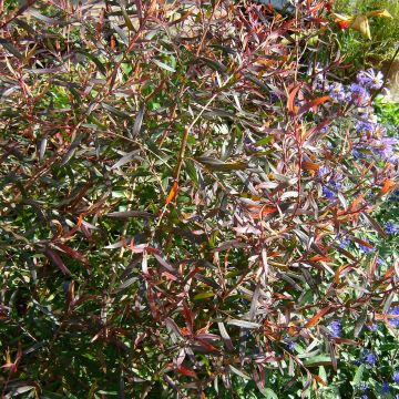 Leptospermum macrocarpum Copper Sheen - Wollige theeplant