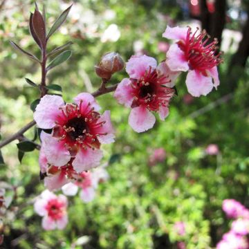 Leptospermum lanigerum Mesmer Eyes - Wollige theeplant