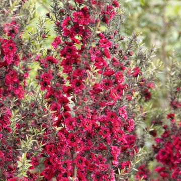 Leptospermum scoparium Red Damask - Manuka