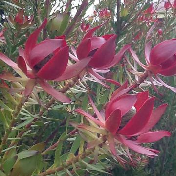 Leucadendron Devil's Blush - Kaaps groen