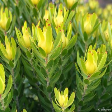 Leucadendron Safari Goldstrike - Kaaps groen