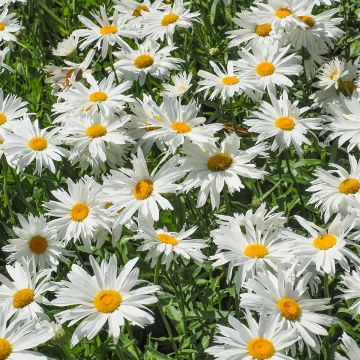 Leucanthemella serotina - Herfstmargriet