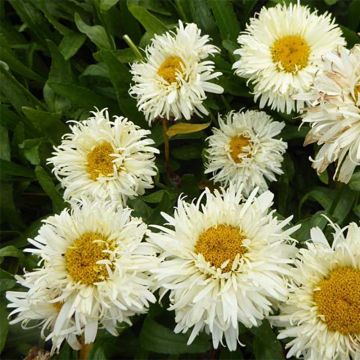 Leucanthemum superbum Kings Crown - Tuinmargriet