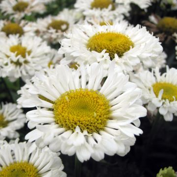 Leucanthemum Real Neat - Tuinmargriet