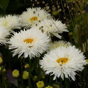 Leucanthemum Shapcott Summer Clouds - Tuinmargriet