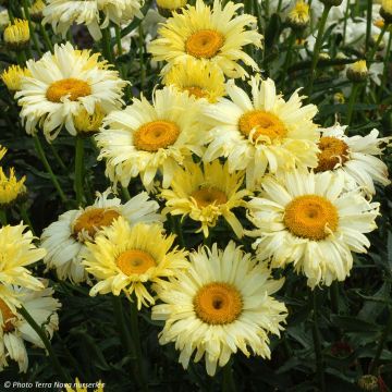 Leucanthemum superbum Goldfinch - Tuinmargriet