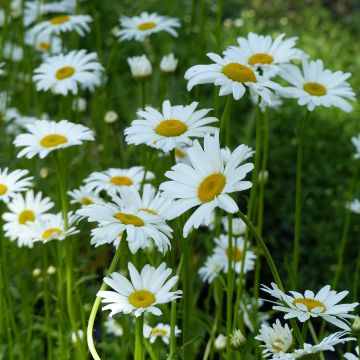 Leucanthemum vulgare Maikönigin (zaad) - Margriet
