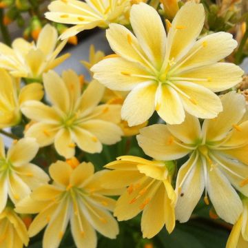 Lewisia cotyledon Elise Golden Yellow - Bitterkruid