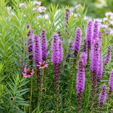 Liatris spicata - Knopige slangenwortel