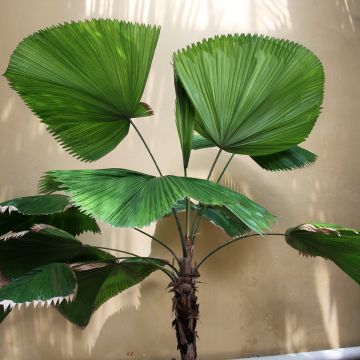 Licuala grandis - Waaierpalm