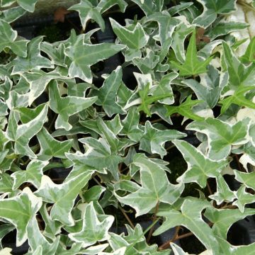 Hedera Sagittifolia Variegata - Klimop