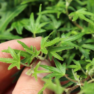 Hedera Dyinnii - Klimop