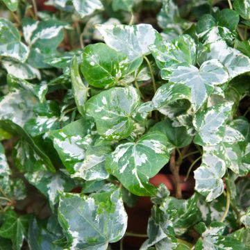 Hedera Kolibri - Klimop