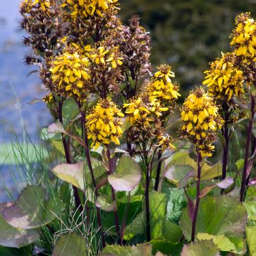 Ligularia hessei - Kruiskruid