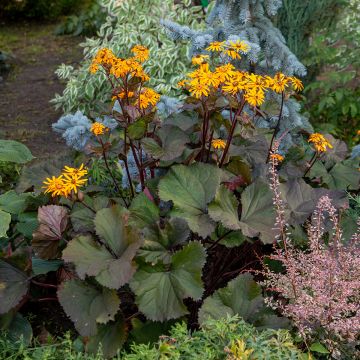 Ligularia dentata - Kruiskruid