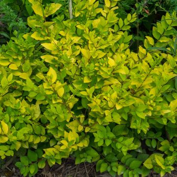 Ligustrum vicaryi - Goudliguster