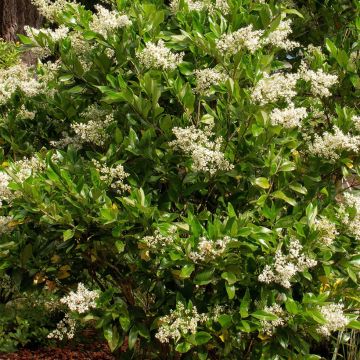 Ligustrum japonicum Korean Dwarf - Japanse liguster