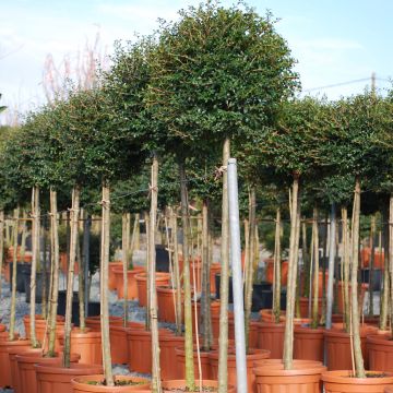 Ligustrum jonandrum - Liguster