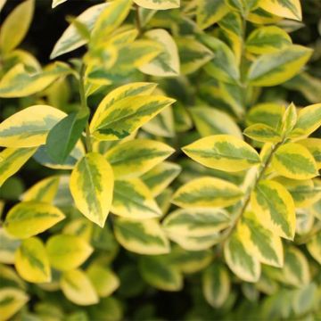 Ligustrum ovalifolium Aureum - Haagliguster
