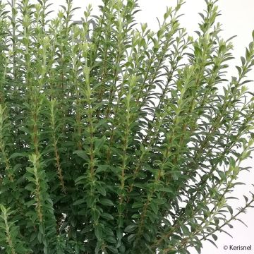 Ligustrum sinense Eugene Clive - Chinese liguster