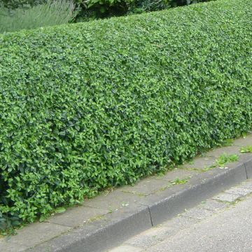 Ligustrum vulgare Lodense - Wilde liguster