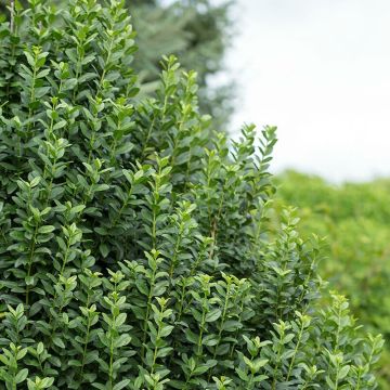 Ligustrum vulgare Straight Talk - Wilde liguster