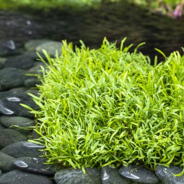 Lilaeopsis brasiliensis - Braziliaanse grasplant