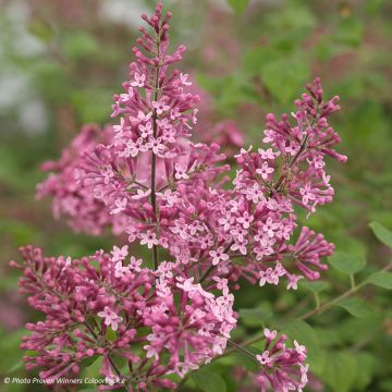 Syringa Pink Perfume - Dwergsering