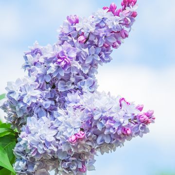Syringa vulgaris Nadezhda - Gewone sering