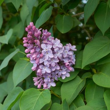 Syringa vulgaris - Gewone sering