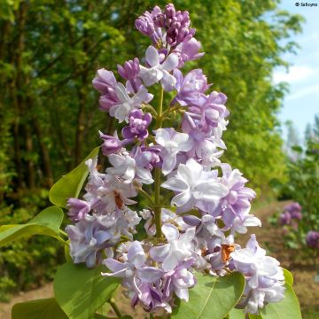 Syringa vulgaris Konchalovskii - Gewone sering